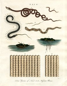 Nais - Organismos aquáticos e hastes de Napier de John Pass