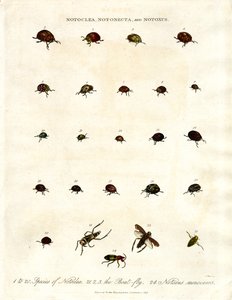 Escaravelhos Notoclea;Notonecta;e Notoxus de John Pass