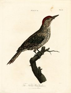 Pica-pau da Núbia (Picus) de John Pass