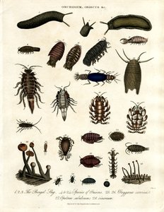 Onchidium;Oniscus e outros artrópodes de John Pass