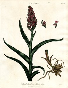 Orquídeas: Orquídea de folhas largas ou Orquídea do pântano