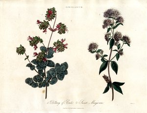 Espécies de Origanum: Manjerona de Creta e Manjerona Doce de John Pass