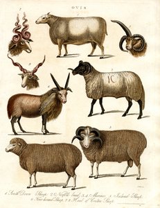Ovis: Várias raças de ovinos