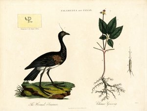 Palamedea e Panax