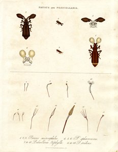 Pausus e Pedicellaria - Espécies de insectos de John Pass