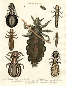 Pediculus - Várias espécies de piolhos de John Pass