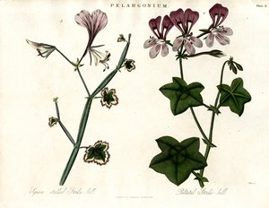 Espécies de Pelargonium (Bico de cegonha) de John Pass