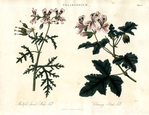 Espécies de Pelargonium: Cegonha-de-folha-múltipla e Cegonha-de-folha-pequena de John Pass