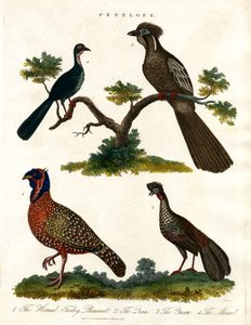 Espécie Penelope (perus e faisões)