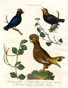 Pimenteiras e Manakins