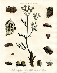 Peucedanum e Peziza de John Pass