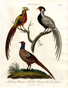 Phasianus - Espécie de faisão de John Pass