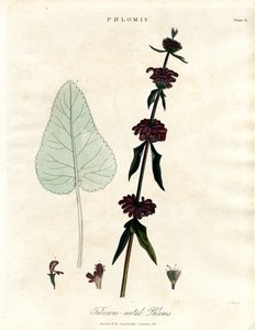 Phlomis: Salva de Jerusalém com raízes tuberosas de John Pass