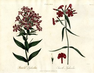 Espécies de Phlox de John Pass