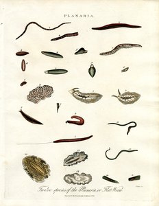 Planaria - Doze espécies de vermes chatos de John Pass