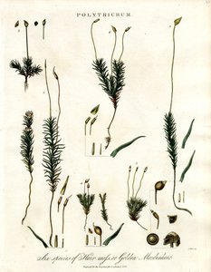 Polytrichum de John Pass