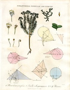 Poranthera; Porella e Porisms de John Pass