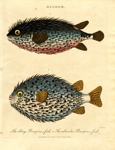 Peixe-espinho (Diodon)