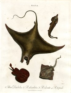 Espécies de raia (Rays) de John Pass