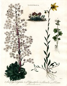 Espécies de Saxifraga de John Pass