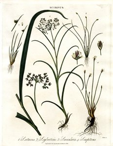 Espécies de Scirpus de John Pass