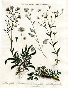 Selinum; Silene e Sibbaldia de John Pass