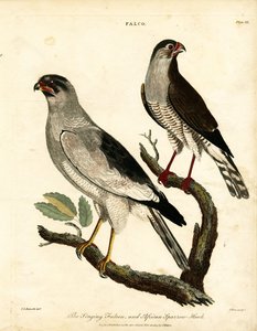 Falcão-cantor e Gavião-africano de John Pass
