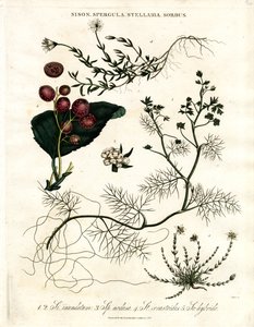 Sison;Spergula;Stellaria;Sorbus de John Pass