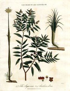 Cana-de-açúcar e sândalo de John Pass