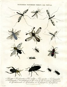Tenebrio;Tenthedo;Tripes e Tipula - Diversidade de Insectos