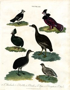 Espécies de Tetrao (Galo silvestre) de John Pass