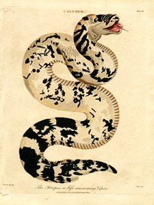A víbora Atropos; ou Víbora que consome a vida de John Pass