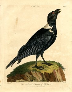 O corvo de coleira de África de John Pass