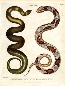 A Víbora de Crotaline e a Víbora Coronada de John Pass