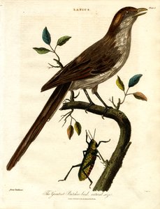 O maior pássaro carniceiro; tamanho natural de John Pass
