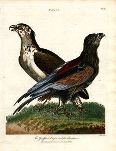 A águia de Griffard e o barqueiro de John Pass