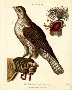 As Habilitações de Falcoaria de John Pass