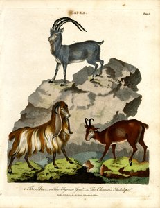 O Ibex, a cabra síria e o antílope camurça de John Pass
