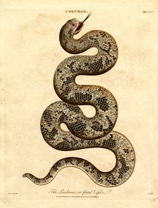 A Lachesis ou Víbora Fatal de John Pass