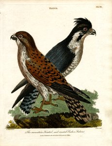 Peneireiro-das-torres e Falcão-pescador-de-crista de John Pass