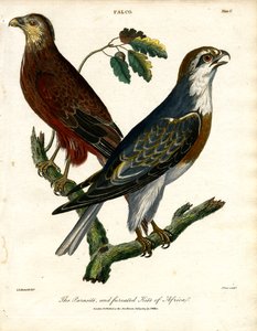 O papagaio-parasita e o papagaio-flecha de África de John Pass