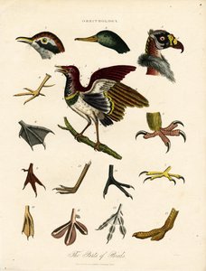 As partes das aves (Ornitologia) de John Pass