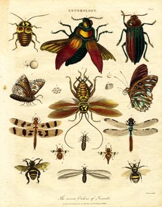 As sete ordens de insectos de John Pass