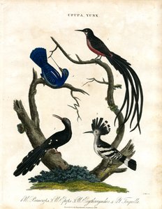 Upupa e Yunx (poupa e galinhola) de John Pass