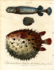 Vários peixes-espinho (Diodon) de John Pass