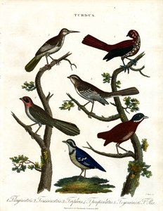 Várias espécies de tordos (Turdus) de John Pass