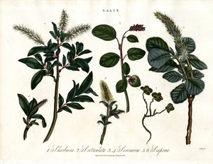 Várias espécies de salgueiros (Salix) de John Pass