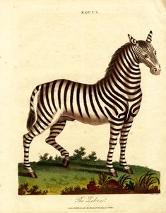 Zebra (Equus) de John Pass