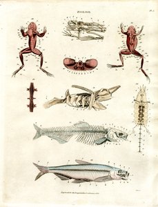 Ilustrações anatómicas zoológicas (placa 5) de John Pass