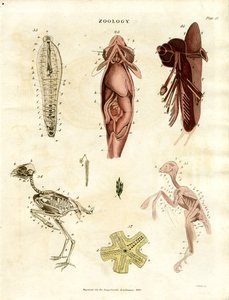 Ilustrações anatómicas zoológicas (placa XV) de John Pass